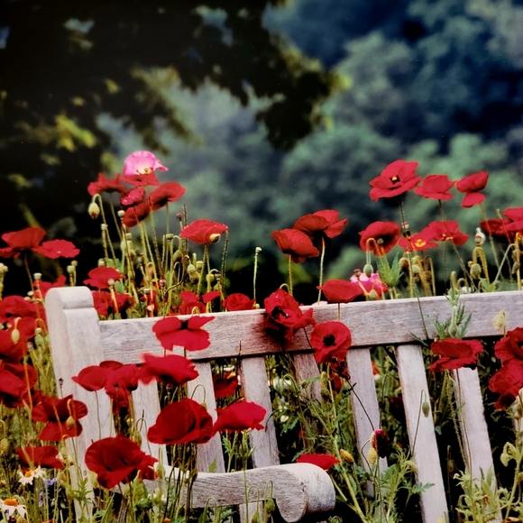 COLDWATER CREEK ♡  White Wooden Bench Red Floral Poppy Unframed Original Print - Picture 13 of 17